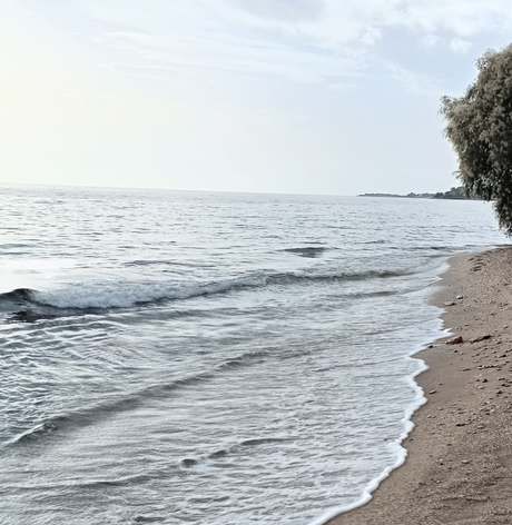 Calm sea and a sandy beach, with a tree at the water’s edge